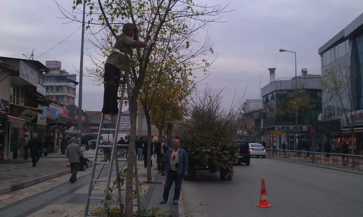 Düzce Belediyesi\'nden Ağaçlara Kış Bakımı