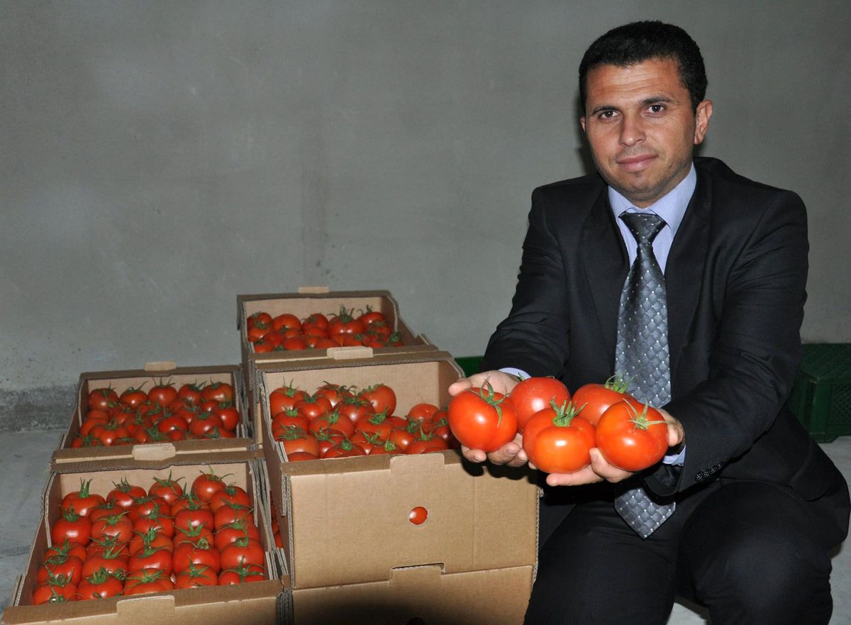 Ham Domatesler, Depolarda Olgunlaşıyor