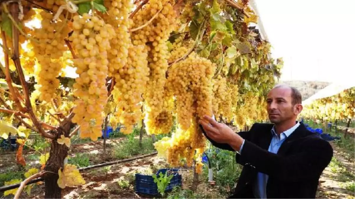 Sezon Sonunu Bekledi, Üzümünü Rekor Fiyattan Sattı