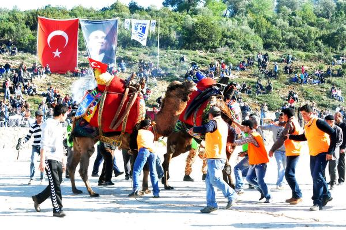 Bodrum\'da Renkli Deve Güreşleri Festivali