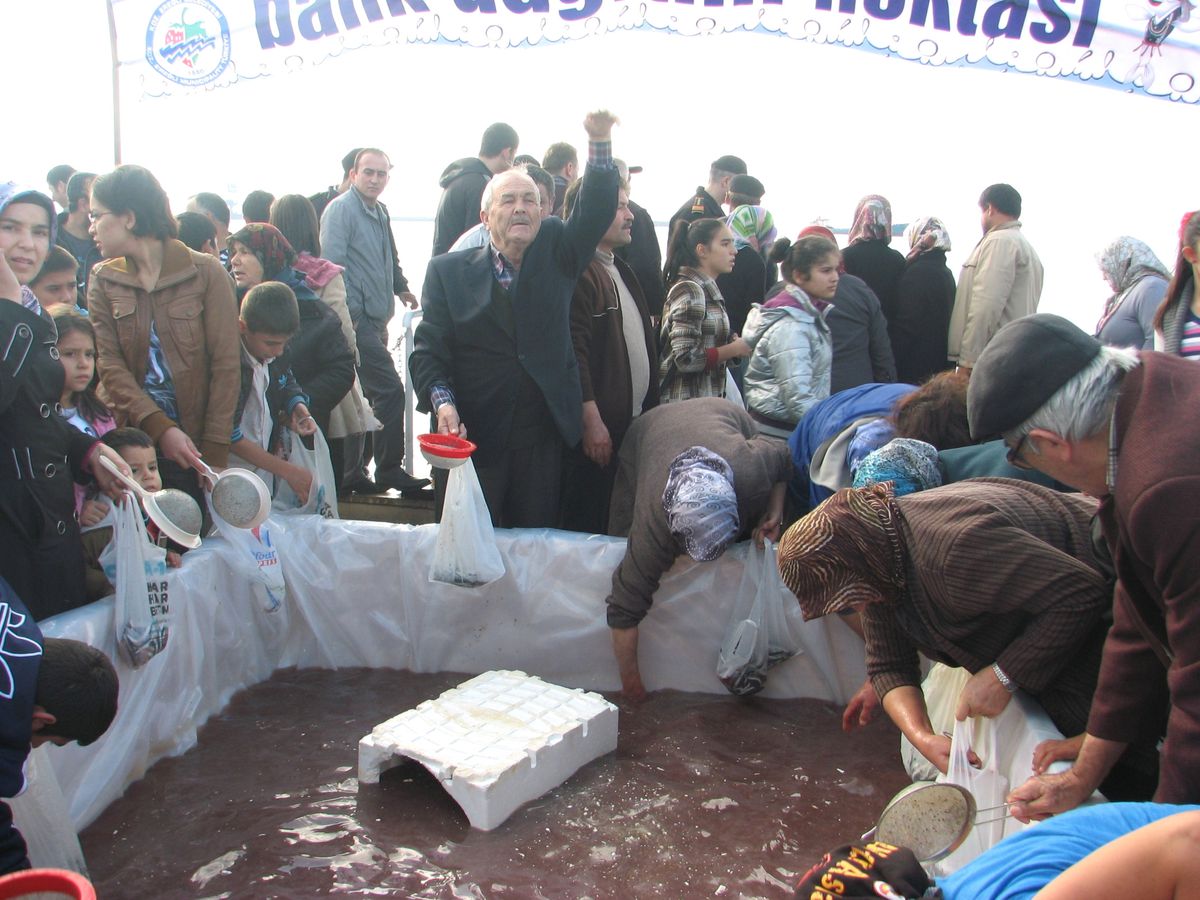 Hamsi Festivalinde 22 Ton Hamsi Dağıtıldı