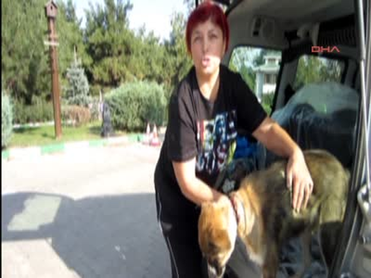 Bursa Yaralı Köpeği Bulmak İçin 2 Ay Sokak Sokak Dolaştı