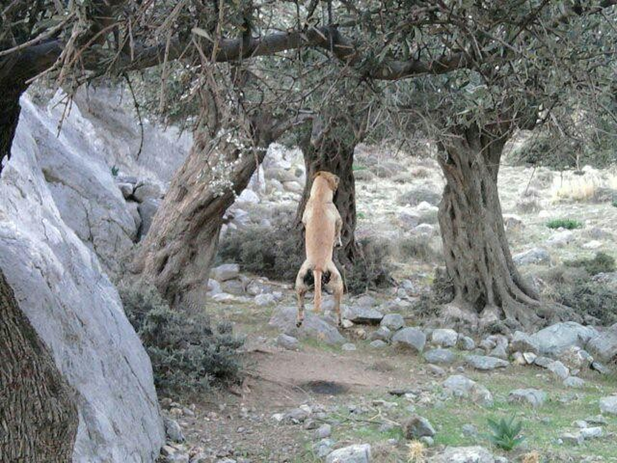 Kıbrıs, Köpeğini Asan Avcıyı Arıyor