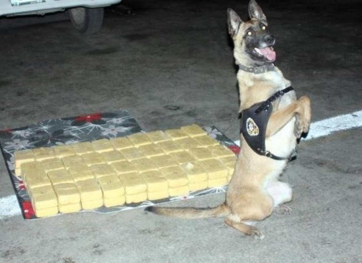 Narkotik Köpeği "Irmak" Uyuşturucuya Geçit Vermedi