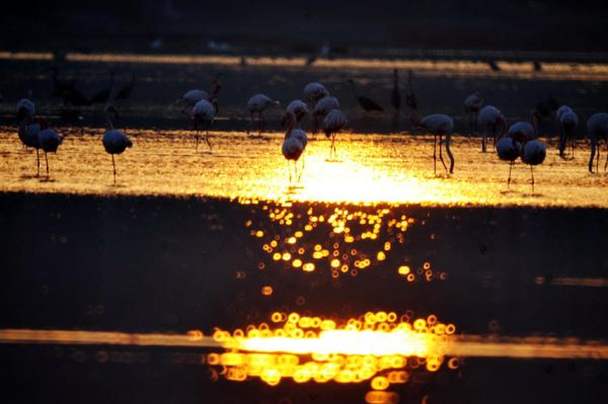 Tuzlada Flamingo Tablosu