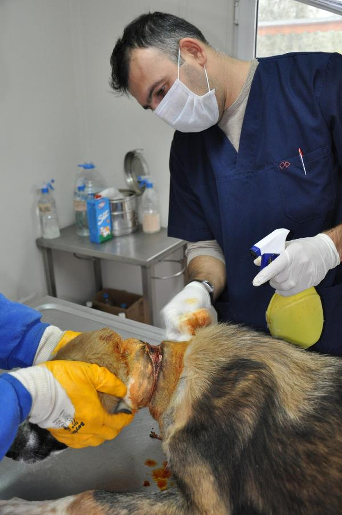 Yaralı Köpeği Bulmak İçin 2 Ay Sokak Sokak Dolaştı