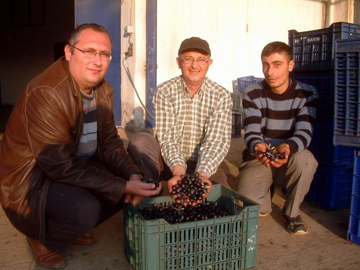 Burhaniye Tariş\'de Yeşil Zeytin Alımına Başlandı