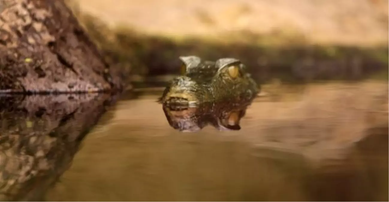 İstanbul Akvaryumda Beş Cüce