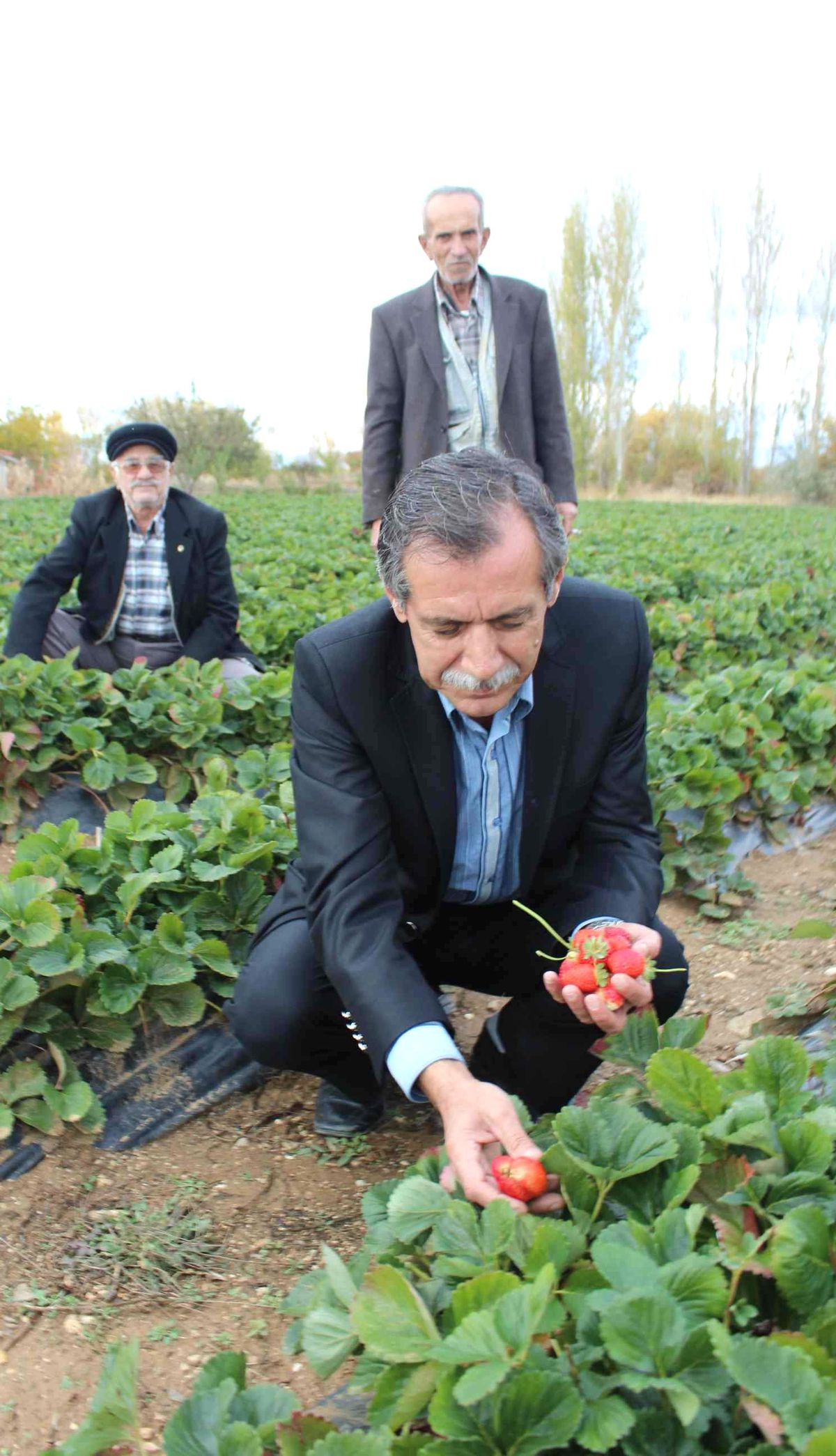 Kasım Ayında Çilek Topluyorlar