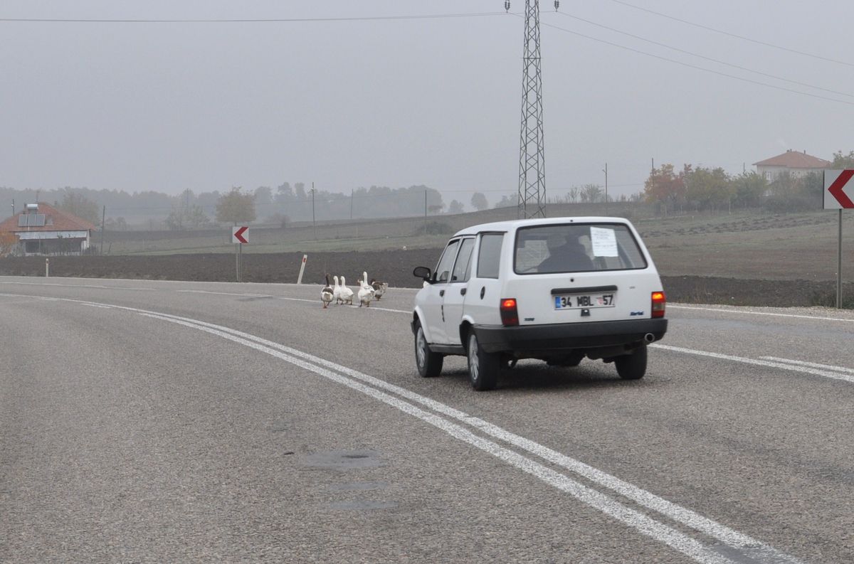 Kazlar, Trafiği Tehlikeye Sokuyor