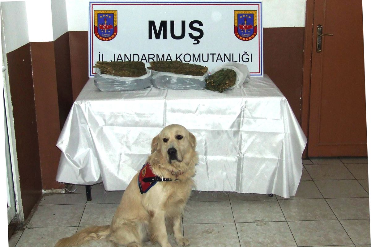 Muş\'ta Uyuşturucu Operasyonu