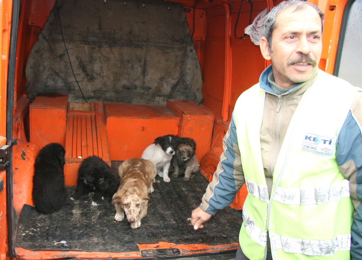 Otoban Bırakılan Köpekler Başkan Yardımcısını Kızdırdı