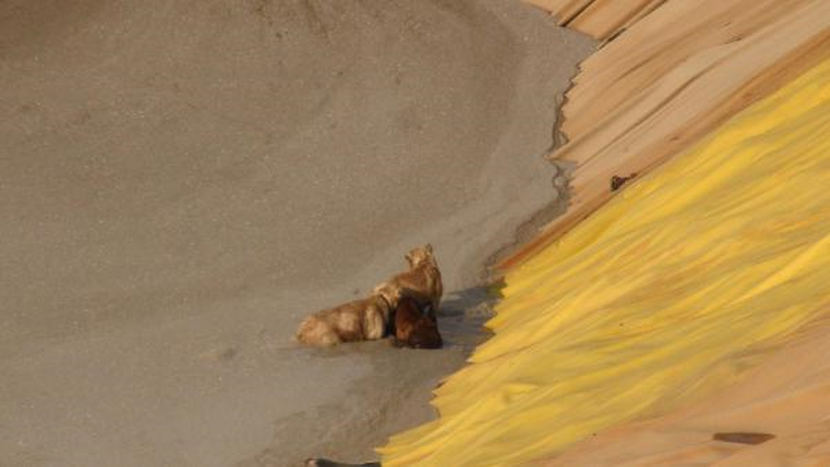 Arıtma Tesisine Düşen 3 Köpek Kurtarıldı