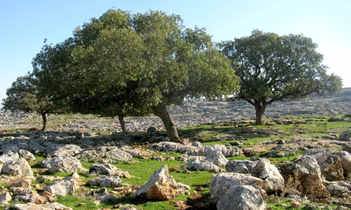 Gayber Ziyareti Çevresindeki Tarihi Ağaçlar Korunmayı Bekliyor