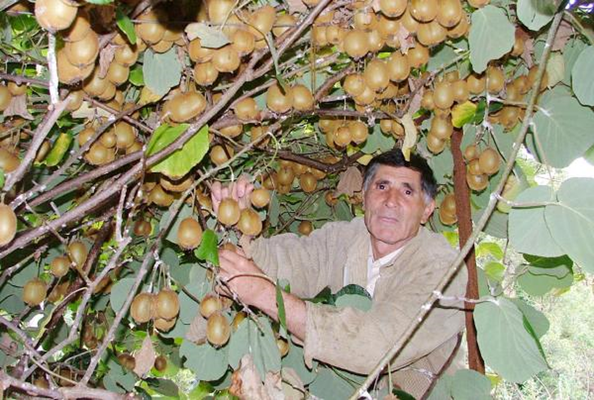 Gazipaşa Kivi Üretim Merkezi Olmaya Aday