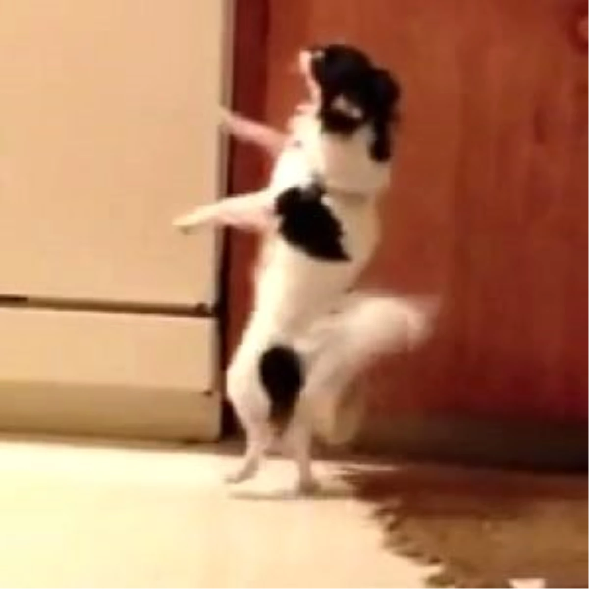 Sevimli Köpeğin Akılalmaz Dansı