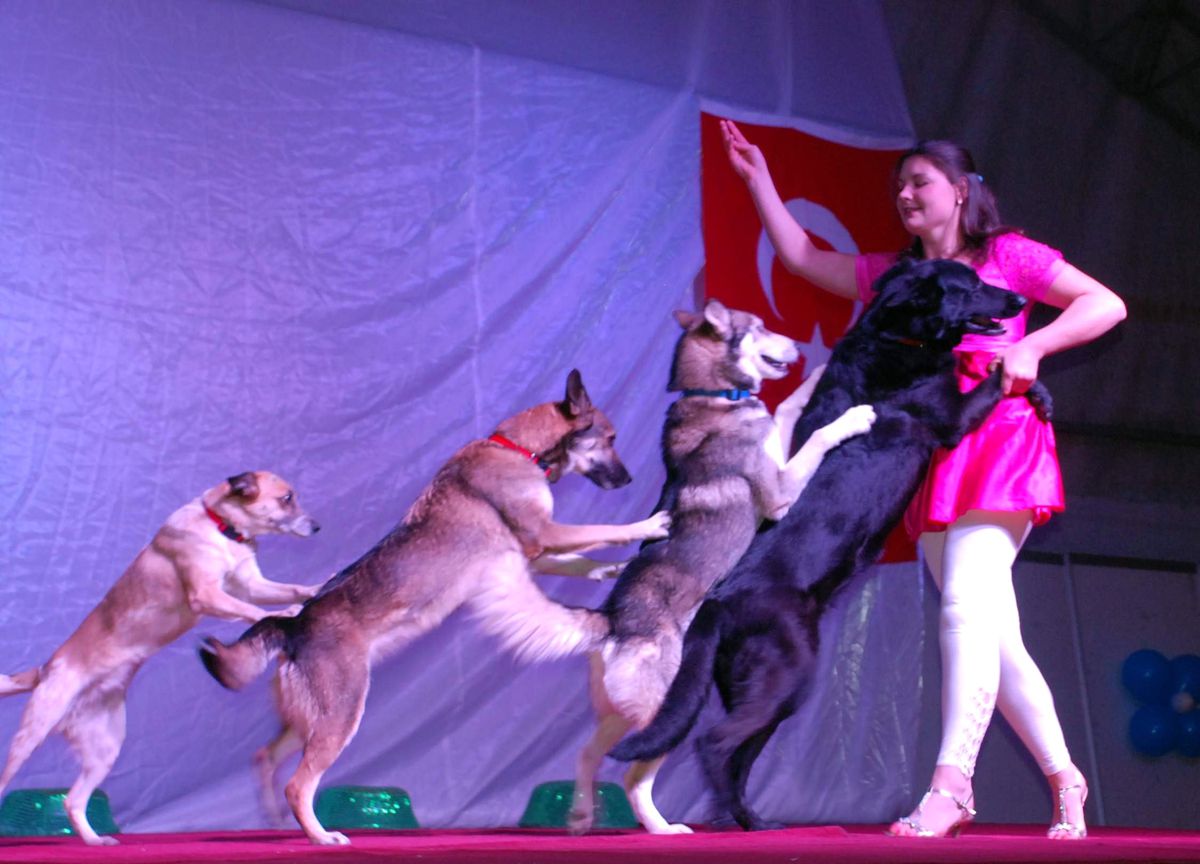 Tokat\'ta Sirk Heyecanı