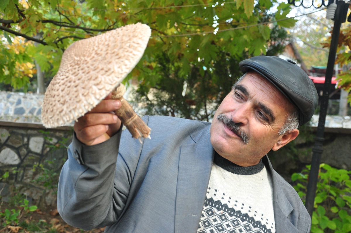 Şemsiye Gibi Mantar