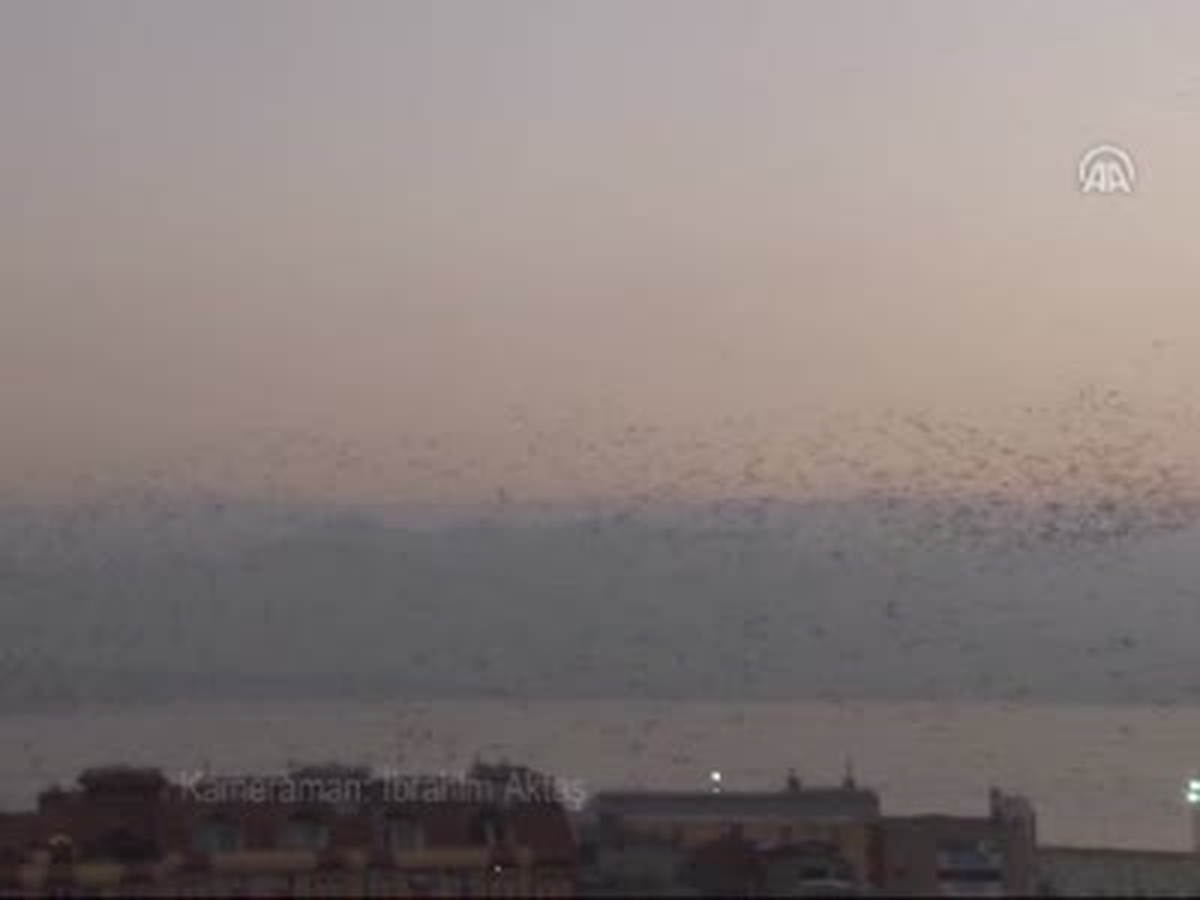 Sığırcıkların Alacakaranlıkta Dansı