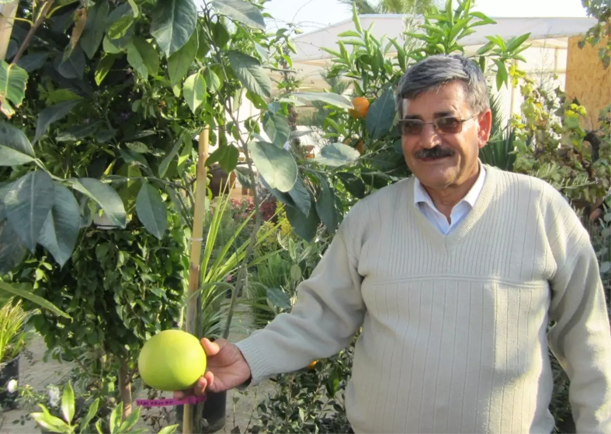 Ağaç Kavunu Şifa Deposu