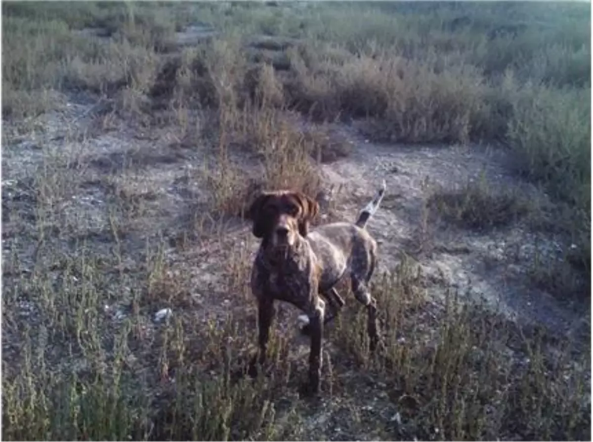 Artvin\'de Çoban Köpeği Kayalıklar Arasına Sıkıştı