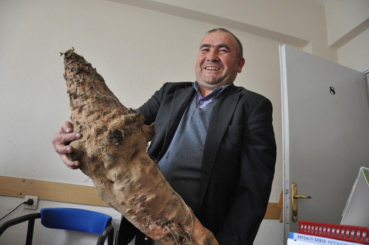 İnegöllü Çiftçi Dev Pancar Yetiştirdi
