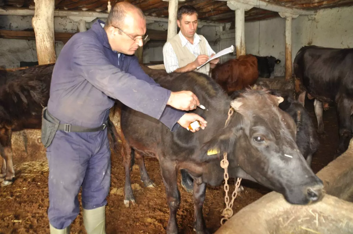 Muş'ta Şap Aşılama Çalışmaları Devam Ediyor