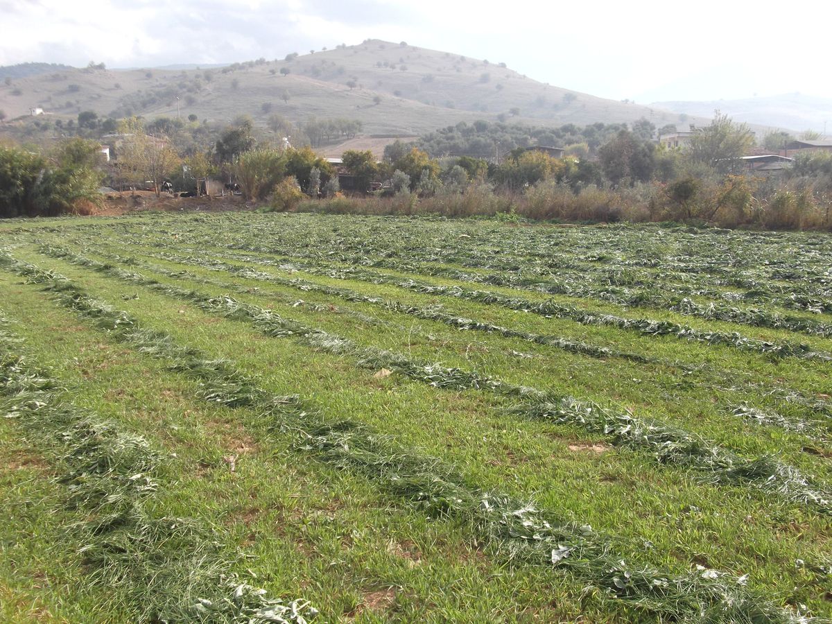 Saman Sıkıntısı, Alternatif Ürünlere Yöneltti