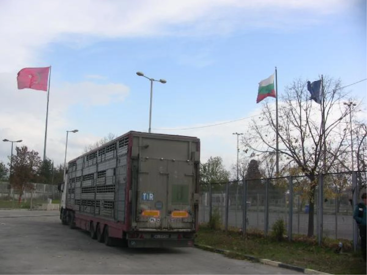 Sığırların Tır\'da Bir Haftadır Bekletilmesi, Hayvanseverleri Kızdırdı