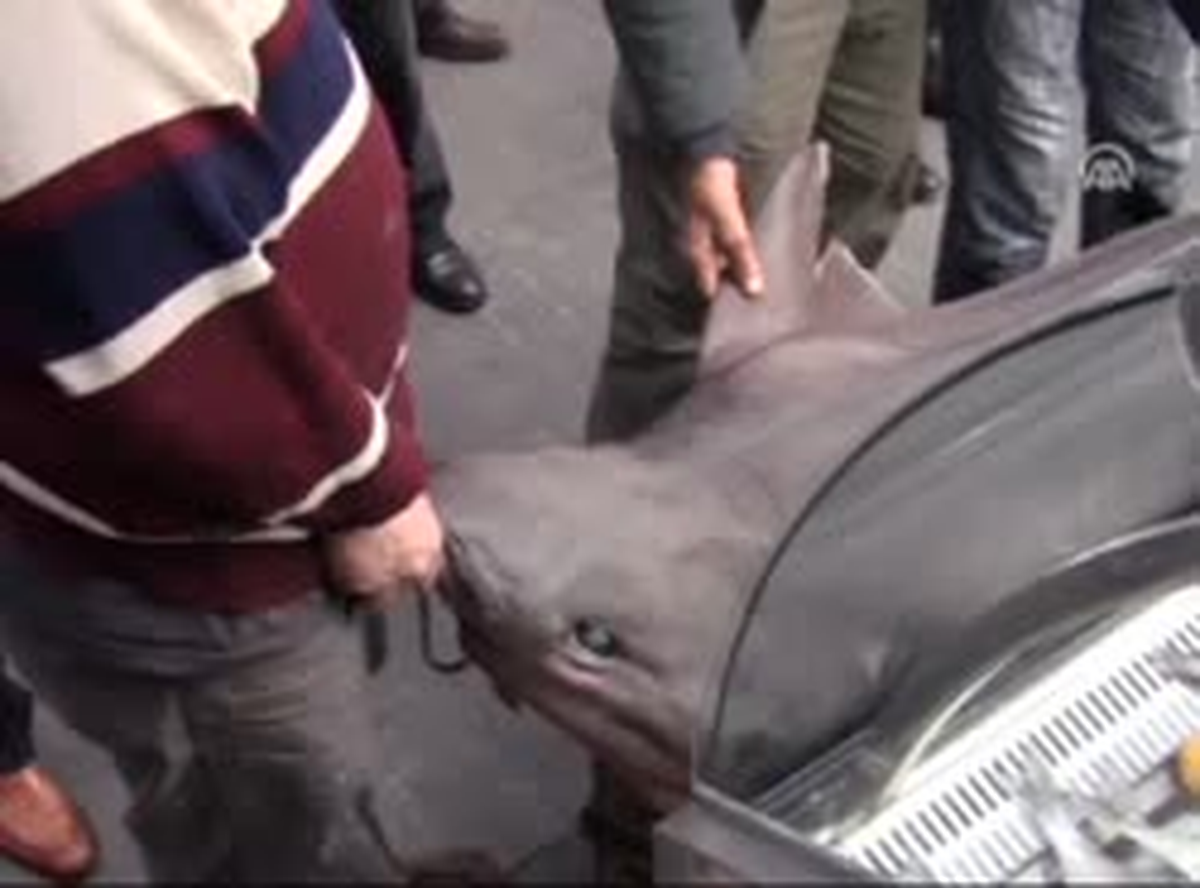 Ağlara Lüfer Değil Jaws Takıldı