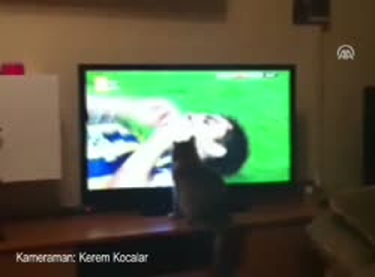 Fanatik Kedi Şaşırtıyor