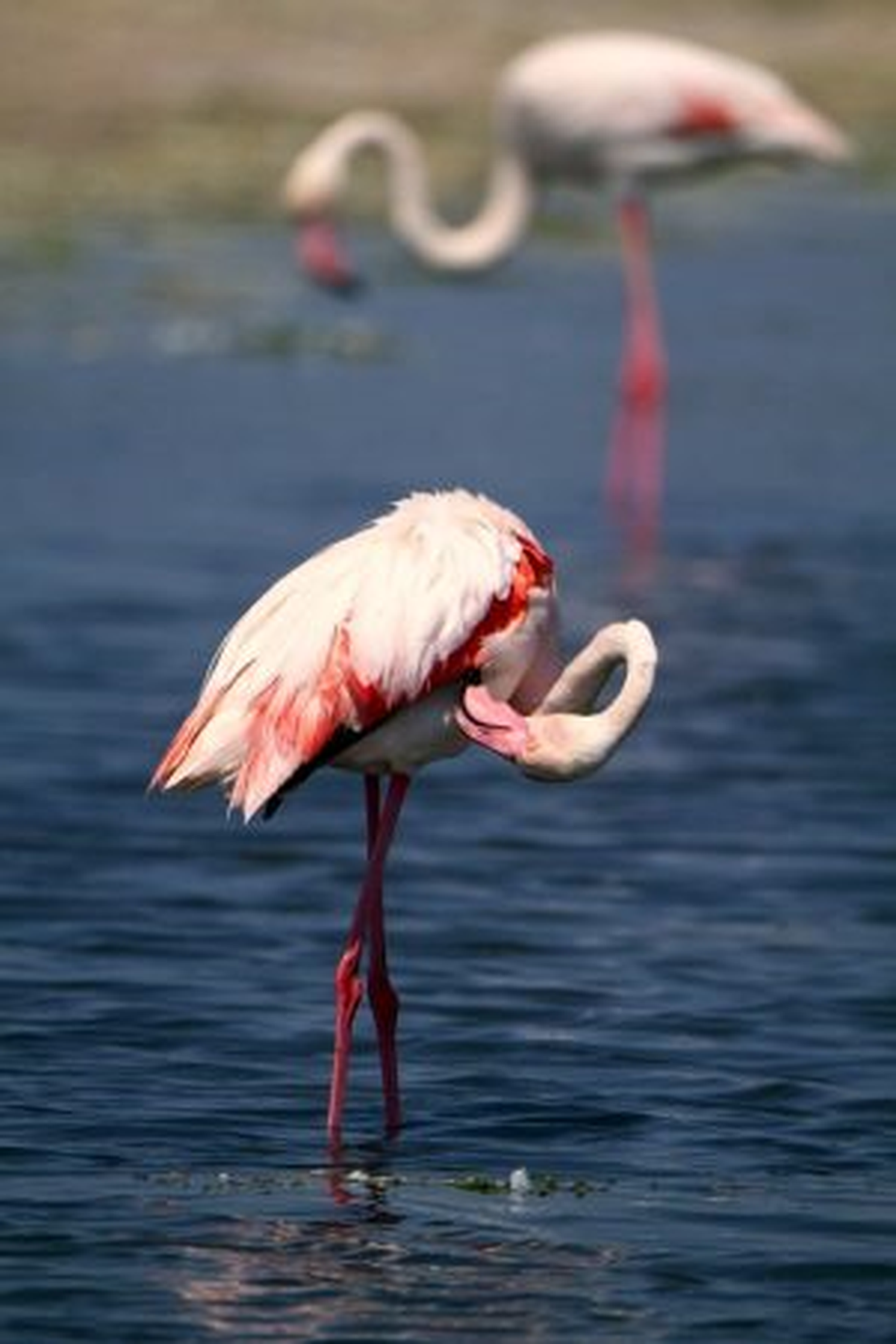 Flamingoların Zaferi