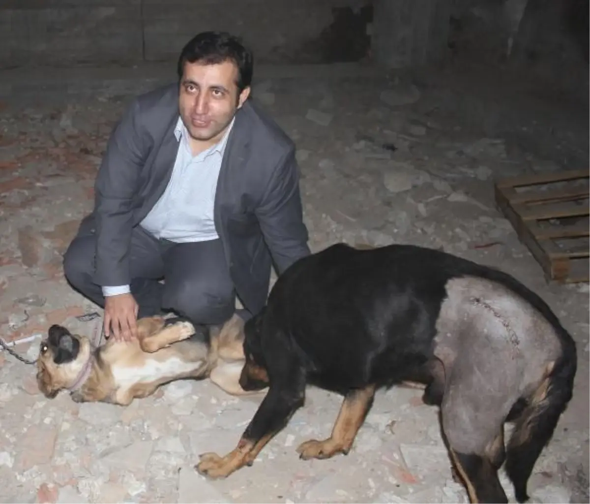 Sokak Köpeklerinin Dostu İşadamı