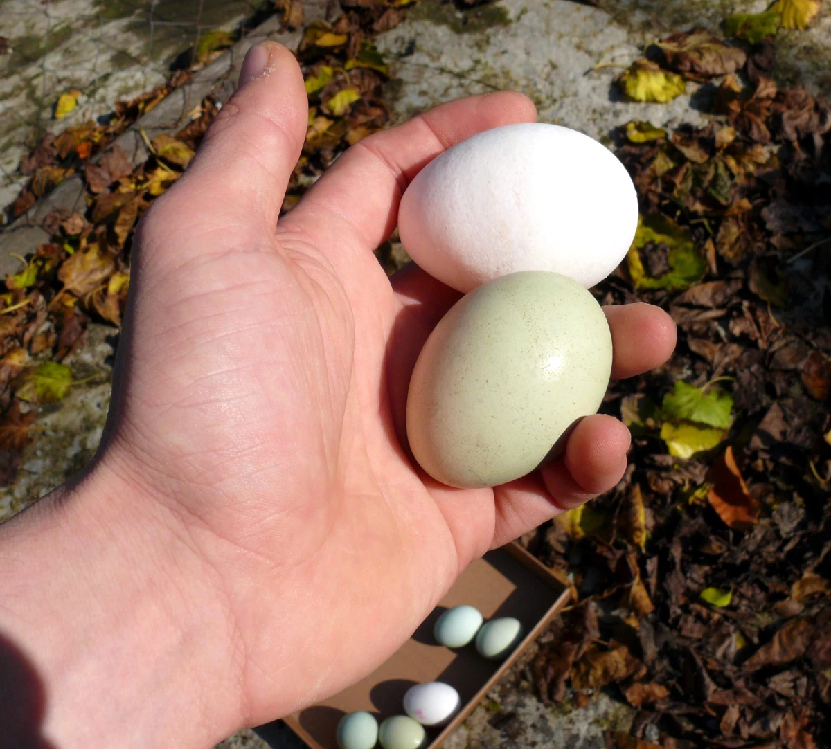 Yeşil Yumurtalar Görenleri Şoke Ediyor
