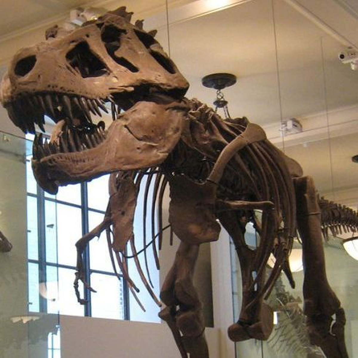 Evden Dinozor İskeleti Çıktı