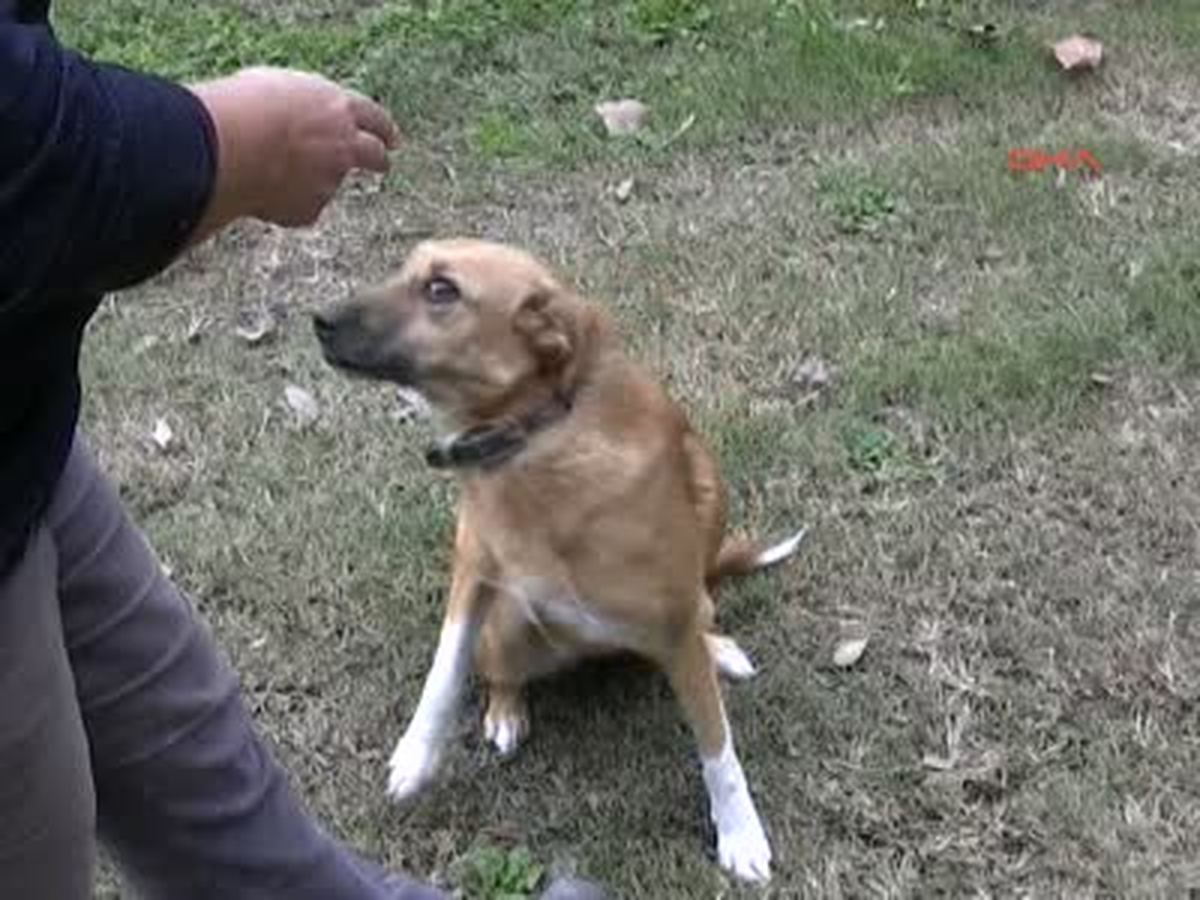 Antalya Sokak Köpekleri Yetenekleriyle Cezbediyor