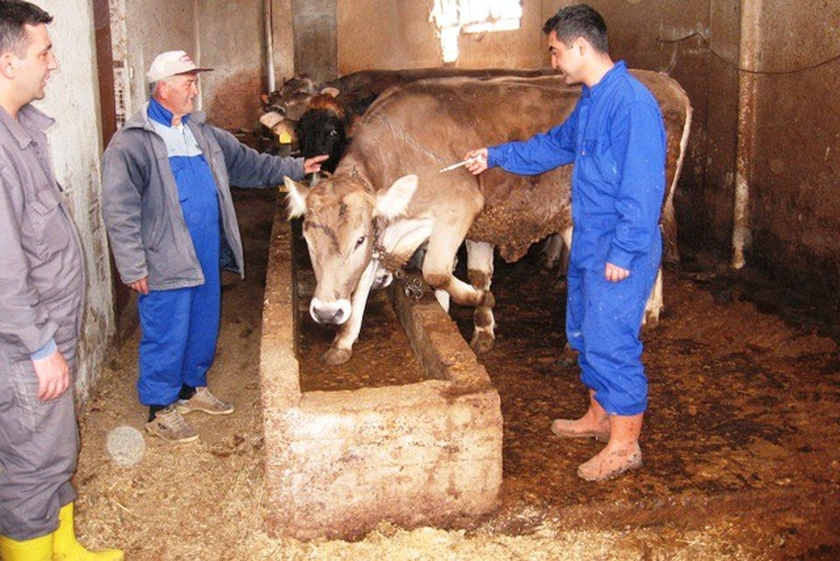 Keşan\'da 29 Bin Hayvan Şap Aşısı Oldu
