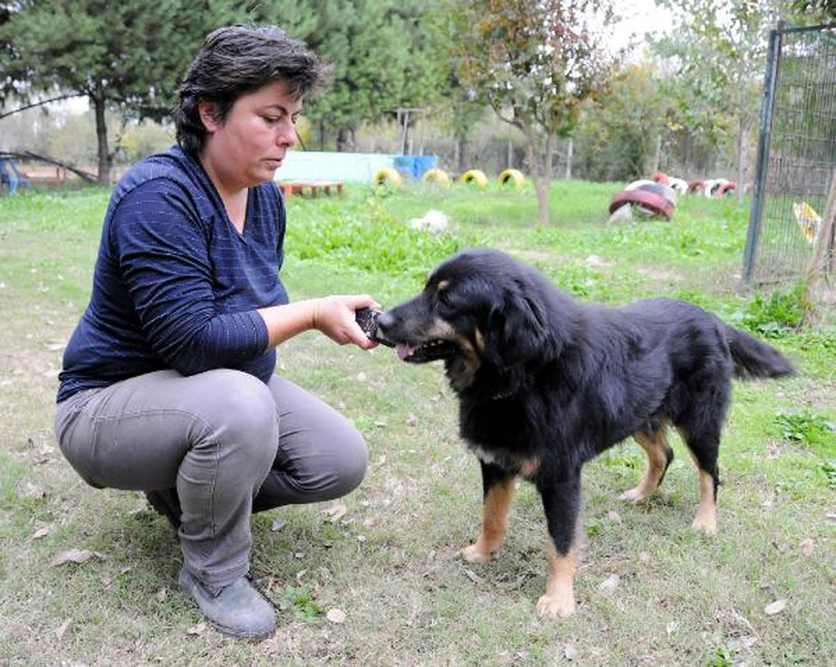 Sokak Köpeklerini Eğitiyor