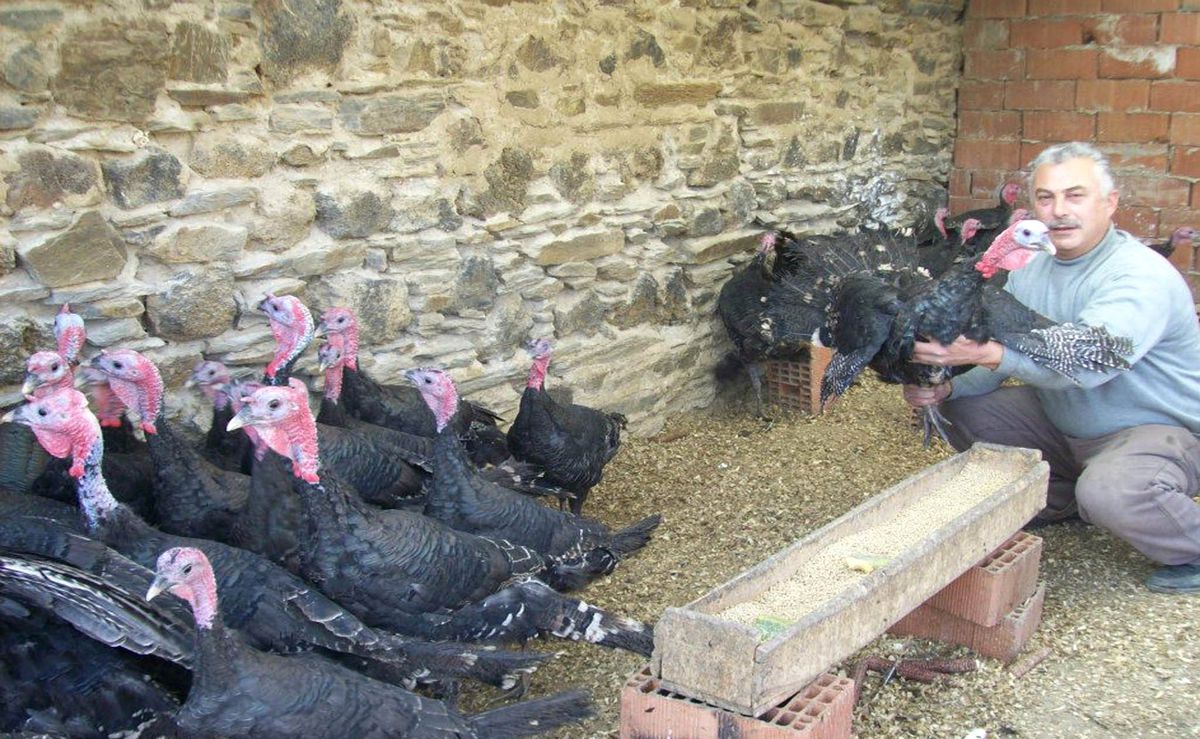 Doğal Ortamda Organik Hindi Yetiştiriyor