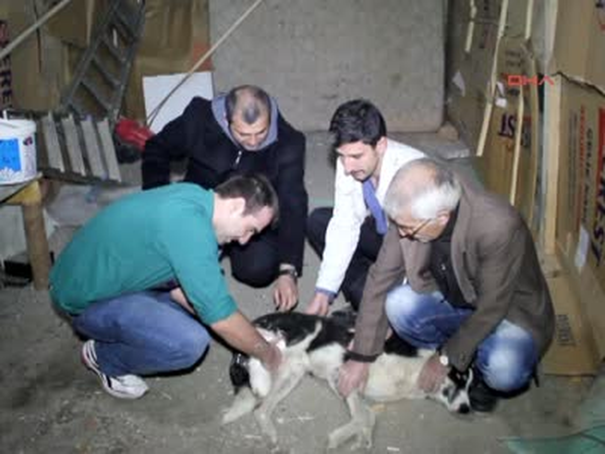 Otomobilin Çarptığı Köpeğe Doktor Sahip Çıktı