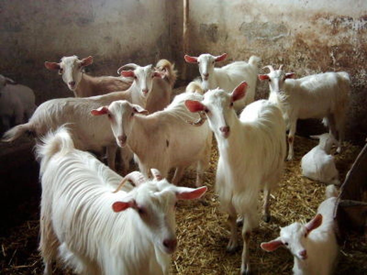 İsviçre'nin Saanen Keçisi 'Ankaralı' Oldu