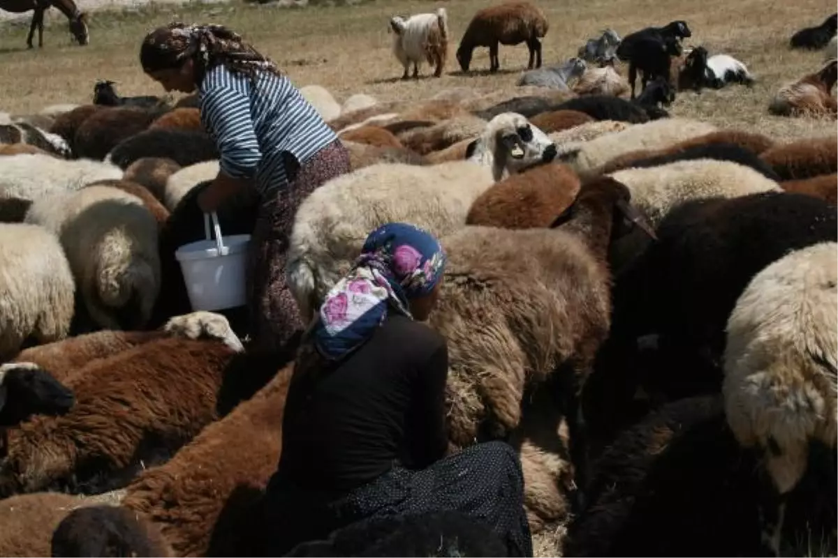 Kar Yağmaması Besicilerin Yüzünü Güldürdü