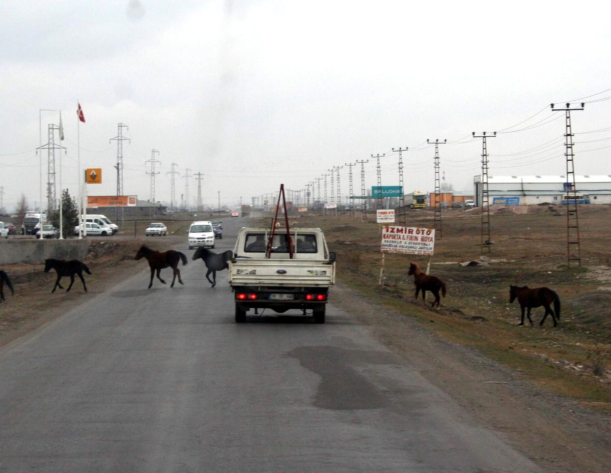 Kars\'ta Başıboş Atlar Kazalara Davetiye Çıkarıyor
