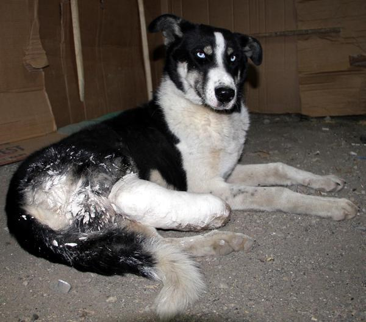 Otomobilin Çarptığı Köpeği Ortopedi Doktoru Sakat Kalmaktan Kurtardı