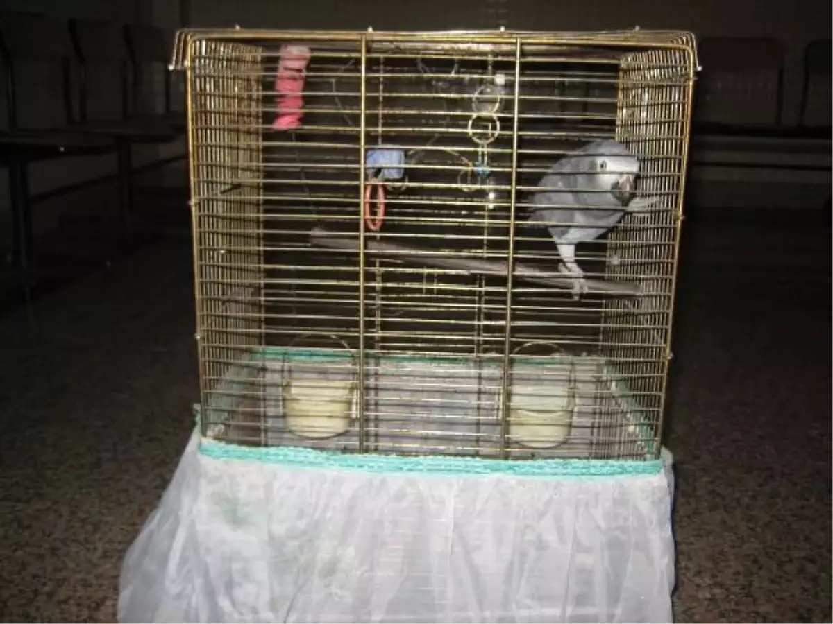 "Papağanın Sahibi Kim"