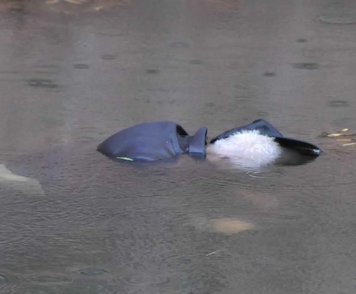 Porsuk Çayı\'nda Bulunan Cesedin Kimliği Belirlendi