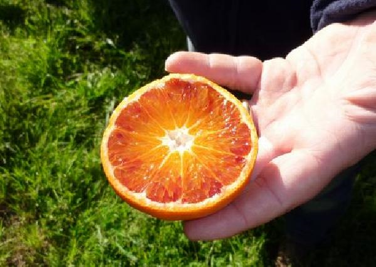 Türkiye Patentli Narenciye Üretimine Dünya ile Eş Zamanlı Başlıyor