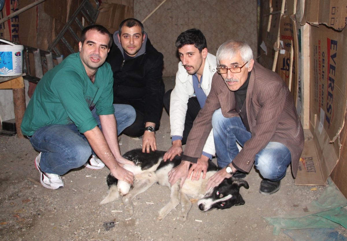 Yaralı Köpeği Ortopedi Doktoru Tedavi Etti