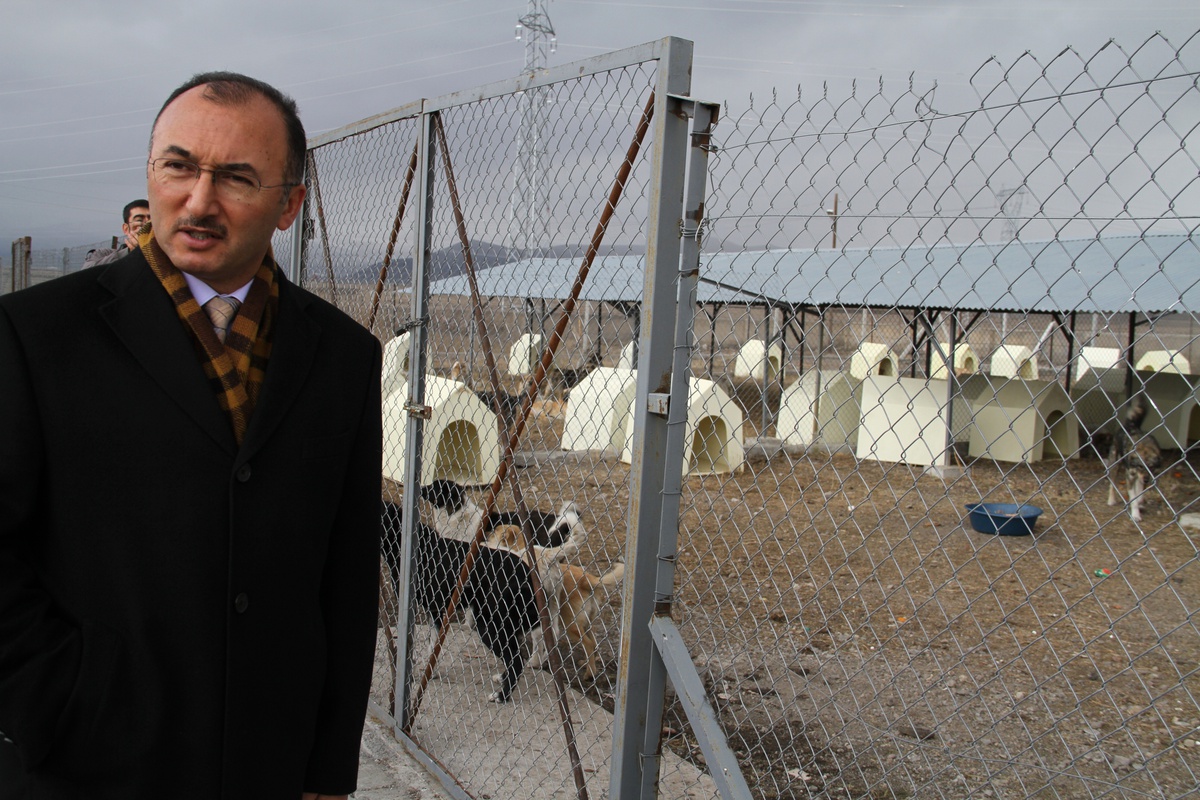 Ardahan\'da Sokak Köpekleri Barınağa Kavuştu