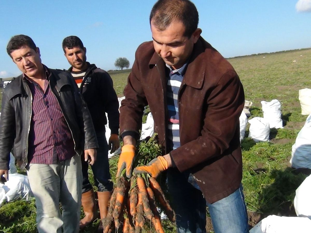 Beypazarı\'nda Havuç Hasadı